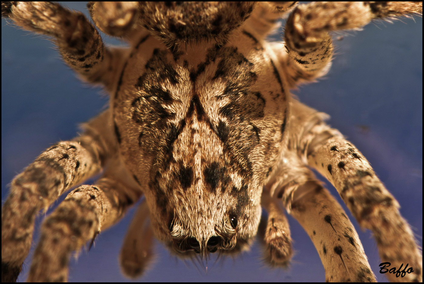 Agelenidae? No. Femmina di Zoropsis sp.
